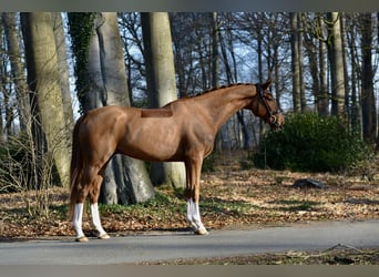 Hannoveraner, Wallach, 5 Jahre, 170 cm, Fuchs