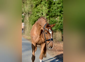 Hannoveraner, Wallach, 5 Jahre, 170 cm, Fuchs