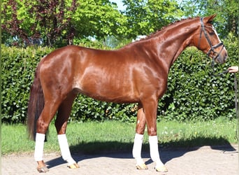Hannoveraner, Wallach, 5 Jahre, 170 cm, Fuchs