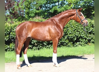 Hannoveraner, Wallach, 5 Jahre, 170 cm, Fuchs