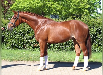Hannoveraner, Wallach, 5 Jahre, 170 cm, Fuchs
