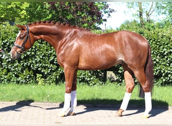 Hannoveraner, Wallach, 5 Jahre, 170 cm, Fuchs