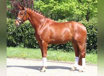 Hannoveraner, Wallach, 5 Jahre, 170 cm, Fuchs
