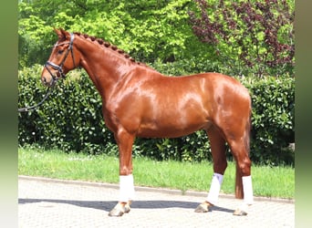 Hannoveraner, Wallach, 5 Jahre, 170 cm, Fuchs