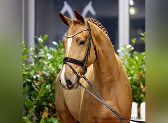 Hannoveraner, Wallach, 5 Jahre, 170 cm, Fuchs