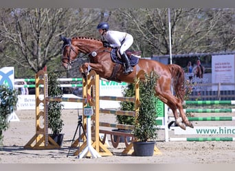 Hannoveraner, Wallach, 5 Jahre, 170 cm, Fuchs