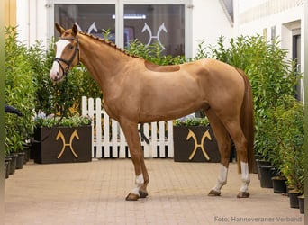 Hannoveraner, Wallach, 5 Jahre, 170 cm, Fuchs