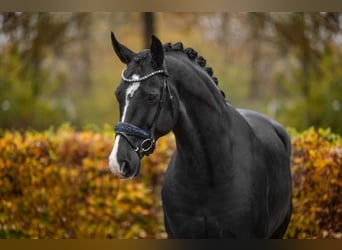 Hannoveraner, Wallach, 5 Jahre, 170 cm, Rappe