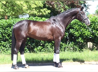 Hannoveraner, Wallach, 5 Jahre, 170 cm, Rappe
