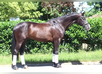 Hannoveraner, Wallach, 5 Jahre, 170 cm, Rappe