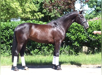 Hannoveraner, Wallach, 5 Jahre, 170 cm, Rappe