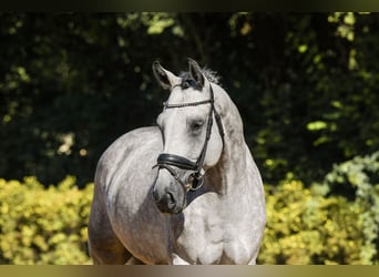 Hannoveraner, Wallach, 5 Jahre, 170 cm, Rappe