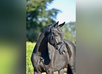 Hannoveraner, Wallach, 5 Jahre, 170 cm, Rappe