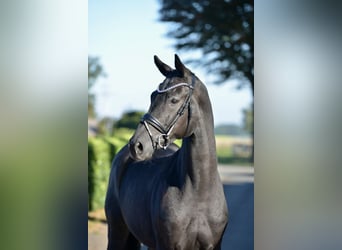 Hannoveraner, Wallach, 5 Jahre, 170 cm, Rappe