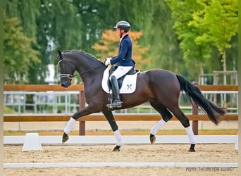 Hannoveraner, Wallach, 5 Jahre, 170 cm, Rappe