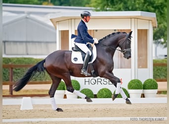 Hannoveraner, Wallach, 5 Jahre, 170 cm, Rappe