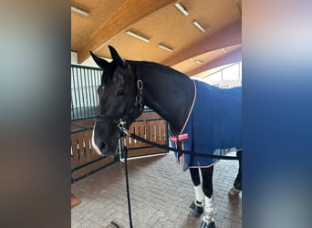 Hannoveraner, Wallach, 5 Jahre, 170 cm, Rappe