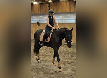 Hannoveraner, Wallach, 5 Jahre, 170 cm, Rappe