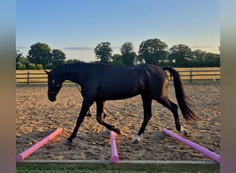 Hannoveraner, Wallach, 5 Jahre, 170 cm, Rappe
