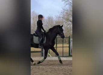 Hannoveraner, Wallach, 5 Jahre, 170 cm, Rappe