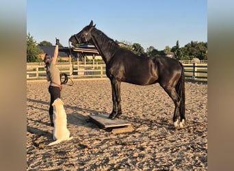 Hannoveraner, Wallach, 5 Jahre, 170 cm, Rappe