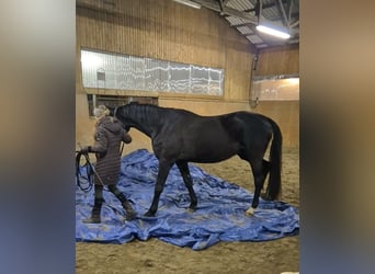 Hannoveraner, Wallach, 5 Jahre, 170 cm, Rappe