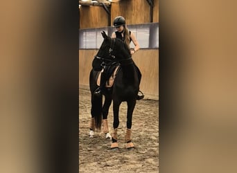 Hannoveraner, Wallach, 5 Jahre, 170 cm, Rappe