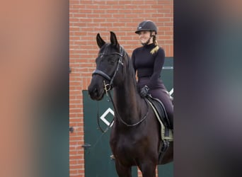 Hannoveraner, Wallach, 5 Jahre, 170 cm, Rappe