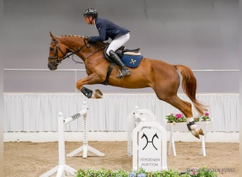Hannoveraner, Wallach, 5 Jahre, 170 cm, Rappe
