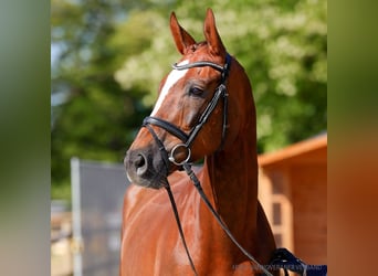 Hannoveraner, Wallach, 5 Jahre, 170 cm, Rappe