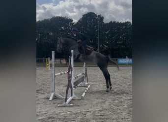 Hannoveraner, Wallach, 5 Jahre, 170 cm, Schimmel