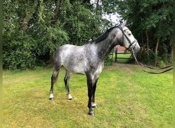 Hannoveraner, Wallach, 5 Jahre, 170 cm, Schimmel