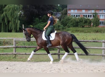 Hannoveraner, Wallach, 5 Jahre, 170 cm, Schwarzbrauner
