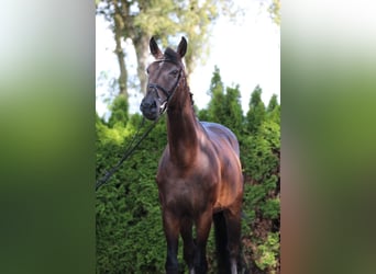 Hannoveraner, Wallach, 5 Jahre, 170 cm, Schwarzbrauner