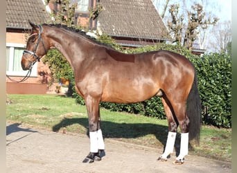 Hannoveraner, Wallach, 5 Jahre, 171 cm, Brauner