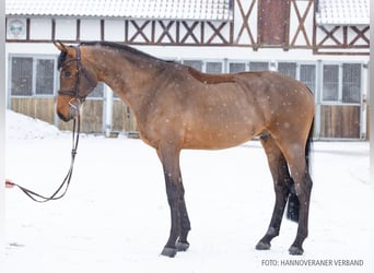 Hannoveraner, Wallach, 5 Jahre, 171 cm, Brauner