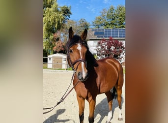 Hannoveraner, Wallach, 5 Jahre, 171 cm, Brauner