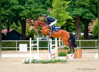 Hannoveraner, Wallach, 5 Jahre, 171 cm, Brauner
