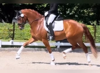 Hannoveraner, Wallach, 5 Jahre, 171 cm, Fuchs