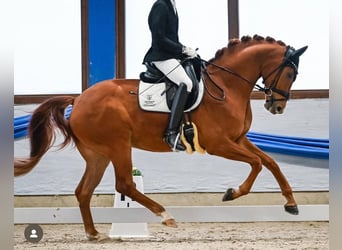 Hannoveraner, Wallach, 5 Jahre, 171 cm, Fuchs