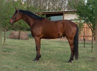 Hannoveraner, Wallach, 5 Jahre, 171 cm, Hellbrauner