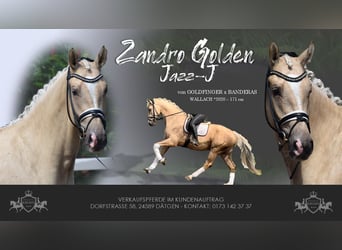 Hannoveraner, Wallach, 5 Jahre, 171 cm, Palomino