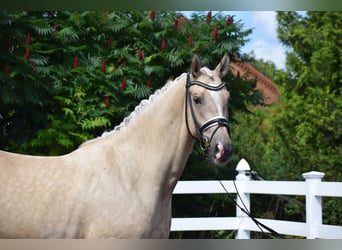 Hannoveraner, Wallach, 5 Jahre, 171 cm, Palomino