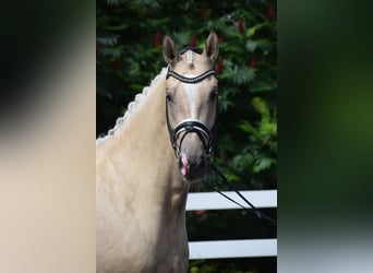 Hannoveraner, Wallach, 5 Jahre, 171 cm, Palomino