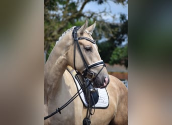 Hannoveraner, Wallach, 5 Jahre, 171 cm, Palomino