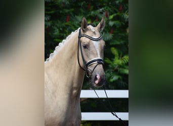 Hannoveraner, Wallach, 5 Jahre, 171 cm, Palomino