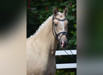 Hannoveraner, Wallach, 5 Jahre, 171 cm, Palomino