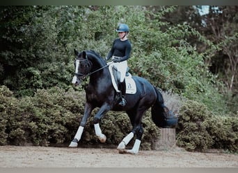 Hannoveraner, Wallach, 5 Jahre, 171 cm, Rappe