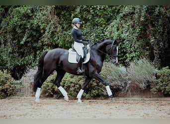 Hannoveraner, Wallach, 5 Jahre, 171 cm, Rappe