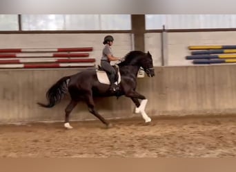 Hannoveraner, Wallach, 5 Jahre, 171 cm, Rappe